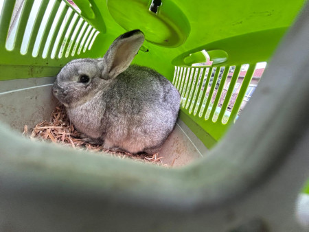 Na zahradu nám přijel traktor